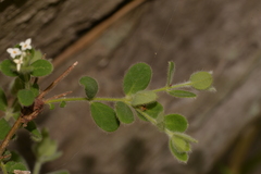 Pimelea altior