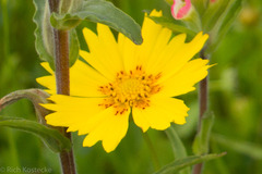 Coreopsis nuecensis