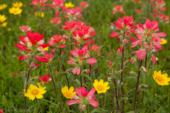 Castilleja indivisa