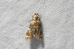 Eoparargyractis plevie