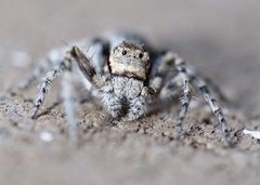 Hamataliwa grisea