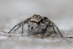 Hamataliwa grisea