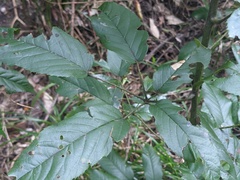 Rubus nebulosus