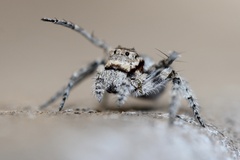 Hamataliwa grisea