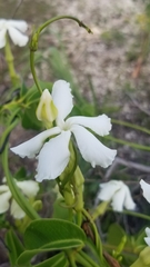 Echites umbellatus