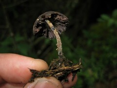 Psilocybe zapotecorum