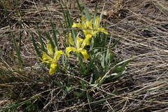 Iris humilis