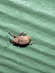 Conotrachelus posticatus