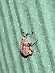 Conotrachelus posticatus