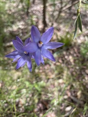Thelymitra megcalyptra