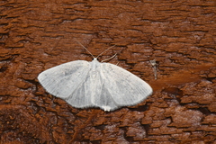 Lomographa vestaliata