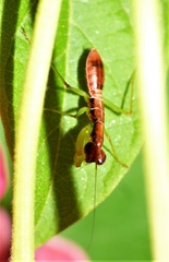 Odontomantis