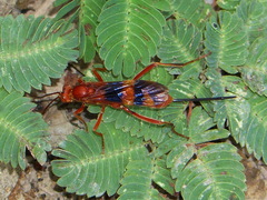 Compsocryptus texensis
