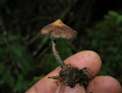 Psilocybe zapotecorum