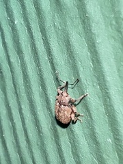 Conotrachelus posticatus