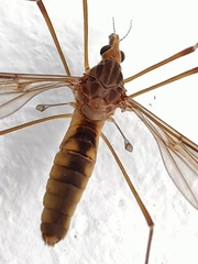 Leptotarsus