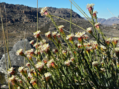 Lachnaea naviculifolia