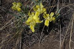 Iris humilis
