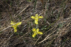 Iris humilis