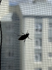 Phyllotocus macleayi