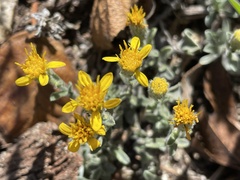 Heterotheca sessiliflora