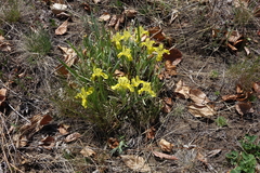 Iris humilis