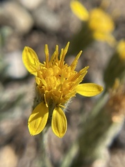 Heterotheca sessiliflora