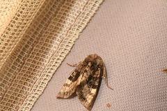 Euplexia benesimilis