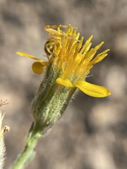 Heterotheca sessiliflora