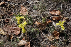 Iris humilis