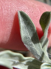 Heterotheca sessiliflora