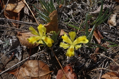 Iris humilis