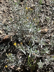 Heterotheca sessiliflora