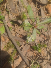 Asperula conferta