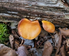 Galerina marginata