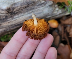 Galerina marginata