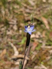 Thelymitra pauciflora