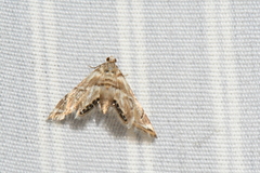 Eoparargyractis plevie