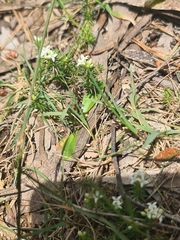 Asperula conferta