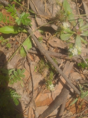 Asperula conferta