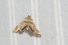 Eoparargyractis plevie