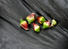 Sparganium erectum erectum