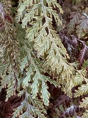 Hymenophyllum frankliniae