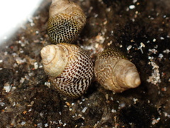 Littoraria pintado