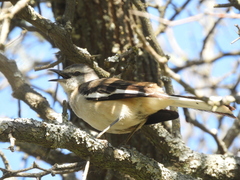 Mimus triurus