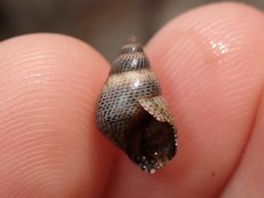 Littoraria pintado