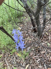 Thelymitra megcalyptra