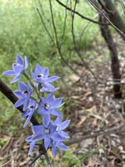 Thelymitra megcalyptra
