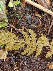 Hymenophyllum frankliniae