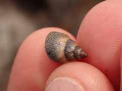 Littoraria pintado